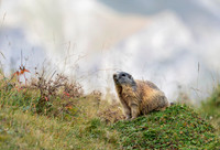 Alpenmarmot, Val Champatsch 2021