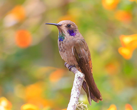 Brown Violetear, Colombia 2015