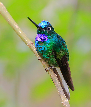 White-tailed Starfrontlet, Colombia 2015