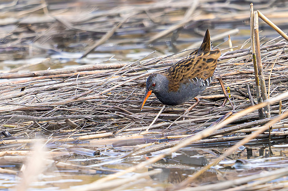 Waterral, Water Rail, Marker Wadden 2024