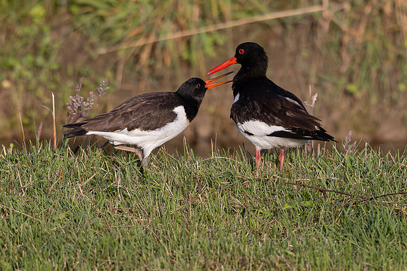 Scholekster, juv, Oystercatcher, Bodegraven 2025
