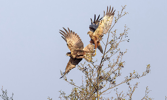 Bruine kiekendief ♀, ♂, balts, Marsh harrier, courtship, Rietlanden Kockengen 2023