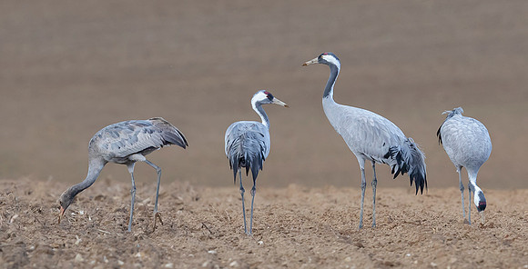 1076 Kraanvogels, omgeving Lac du Der Chantecoq 05-11-2019,16A0635