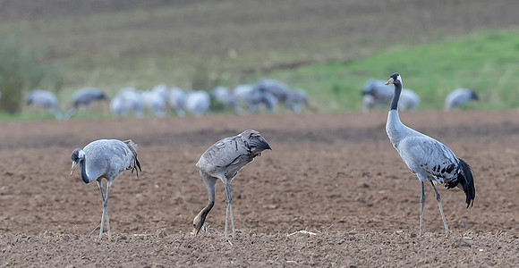 1078 Kraanvogels, omgeving Lac du Der Chantecoque 05-11-2019,16A0583 II