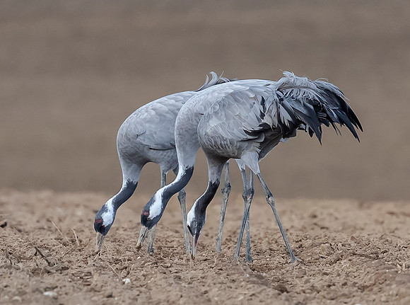 1076 Kraanvogels, omgeving Lac du Der Chantecoq 05-11-2019,16A0644