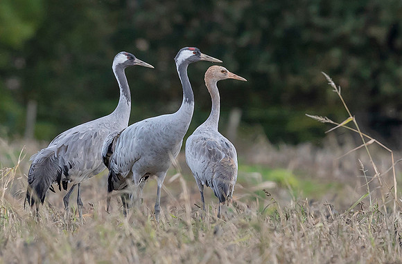 1081 Kraanvogels, omgeving Lac du Der Chantecoq 05-11-2019,16A0699