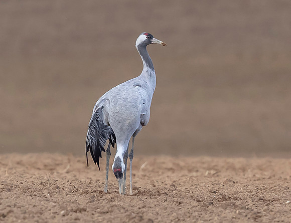 1082 Kraanvogels, omgeving Lac du Der Chantecoq 05-11-2019,16A0649