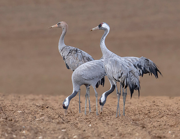 1083 Kraanvogels, omgeving Lac du Der Chantecoq 05-11-2019,16A0657