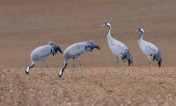 1084 Kraanvogels, omgeving Lac du Der Chantecoq 05-11-2019,16A0671