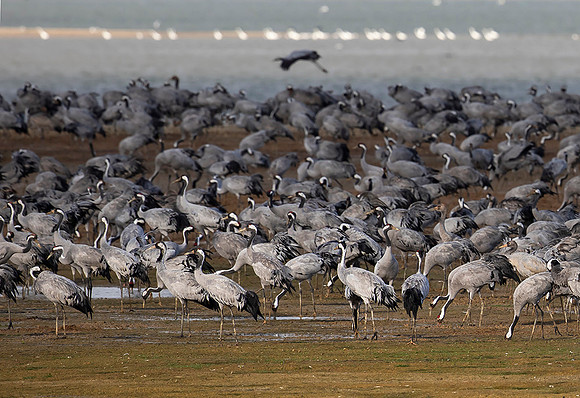1085 Kraanvogels, Lac du Der Chantecoq 04-11-2019,16A9062 II