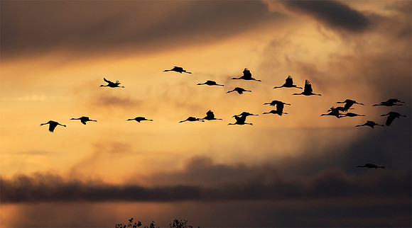 1075 Kraanvogels, omgeving Lac du Der Chantecoq 05-11-2019,16A0875 II