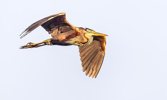 Purperreiger, Purple Heron, Kockengen 2025