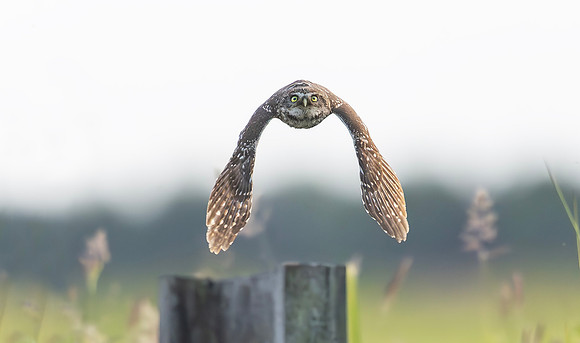 Steenuil, Little Owl, Groene Hart 2025