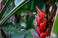 Long-billed Hermit in front of Heliconia stricta, Costa Rica 2022
