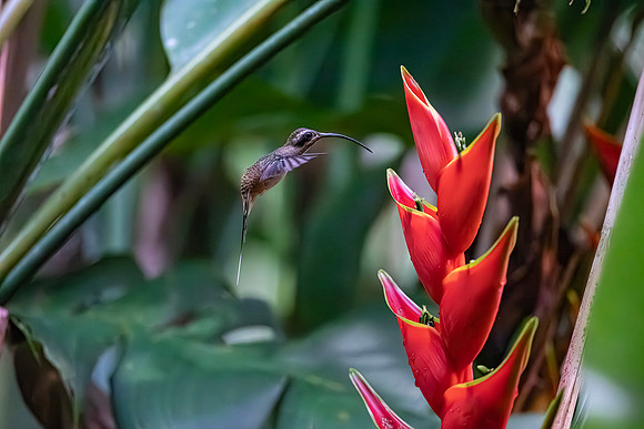 Long-billed Hermit in front of Heliconia stricta, Costa Rica 2022