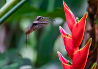 Long-billed Hermit in front of Heliconia stricta, Costa Rica 2022
