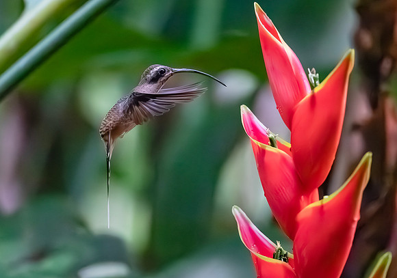 Long-billed Hermit in front of Heliconia stricta, Costa Rica 2022