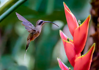 Long-billed Hermit in front of Heliconia stricta, Costa Rica 2022