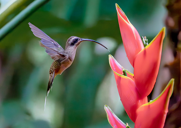 Long-billed Hermit in front of Heliconia stricta, Costa Rica 2022