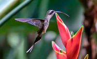 Long-billed Hermit in front of Heliconia stricta, Costa Rica 2022