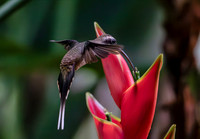 Long-billed Hermit in front of Heliconia stricta, Costa Rica 2022