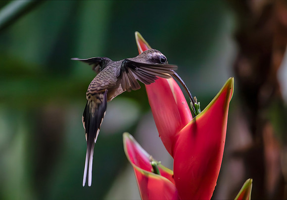 Long-billed Hermit in front of Heliconia stricta, Costa Rica 2022