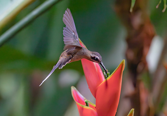 Long-billed Hermit in front of Heliconia stricta, Costa Rica 2022