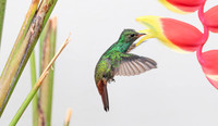 Rufous-tailed Hummingbird pollinating a Heliconia flower, Costa Rica 2022