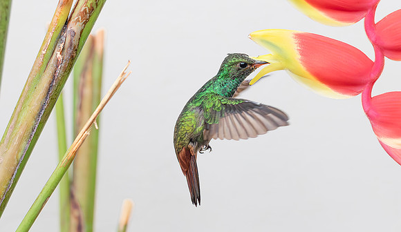 Rufous-tailed Hummingbird pollinating a Heliconia flower, Costa Rica 2022
