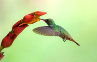 Rufous-tailed Hummingbird pollinating a Sanchezia flower, Costa Rica 2022