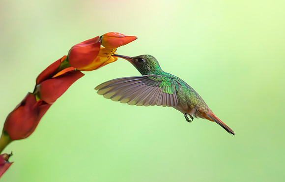 Rufous-tailed Hummingbird pollinating a Sanchezia flower, Costa Rica 2022
