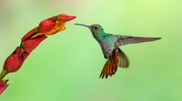 Rufous-tailed Hummingbird flowers of a Heliconia species, Costa Rica 2022