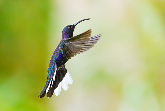 Violet Sabrewing, Costa Rica 2022