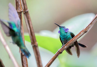 Green Violetear, Costa Rica 2022