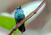 Green Violetear, Costa Rica 2022