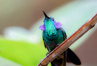 Green Violetear, Costa Rica 2022
