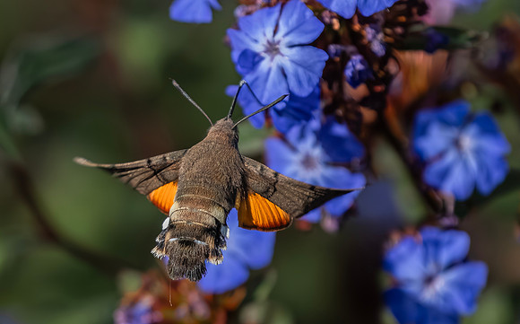 Kolibrievlinder op loodkruid, hummingbird hawk-moth on leadwort, Kockengen 2022