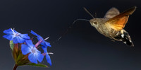 Kolibrievlinder op loodkruid, hummingbird hawk-moth on leadwort, Kockengen 2022