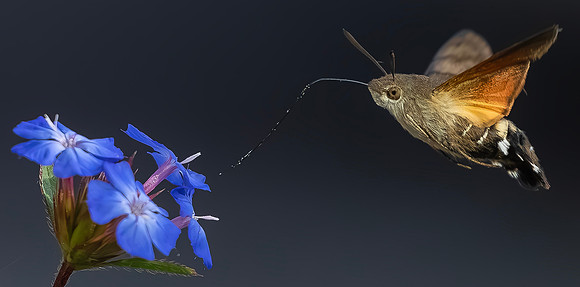 Kolibrievlinder op loodkruid, hummingbird hawk-moth on leadwort, Kockengen 2022