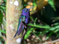 Violet Sabrewing, Costa Rica 2022