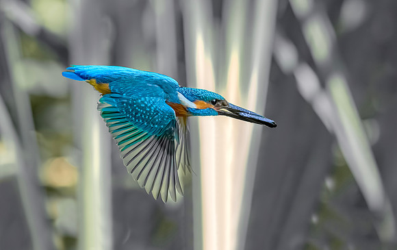 IJsvogel ♂, Common Kingfisher, Kockengen 2020