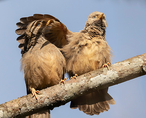 Yellow-billed Babbler, Kitulgala, Sri Lanka 2019