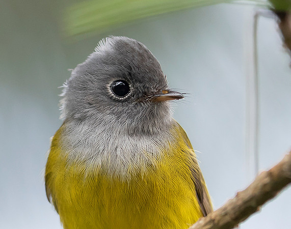 Grey-headed Canary Flycatcher, Nuwara Eliya, Sri Lanka 2019