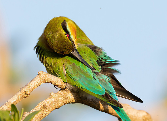 Blue-tailed Bee-eater ♂, Bundala NP, Sri Lanka 2019