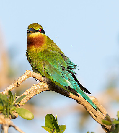 Blue-tailed Bee-eater ♂, Bundala, Sri Lanka 2019