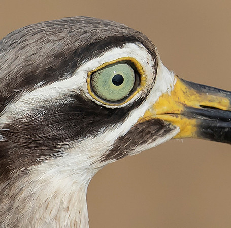 Great Thick-knee, Bundala, Sri Lanka 2019
