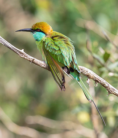 Green Bee-eater ♂, Bundala NP, Sri Lanka 2019