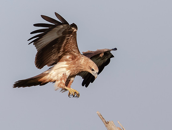 Brahmini Kite imm, Bundala NP, Sri Lanka 2019