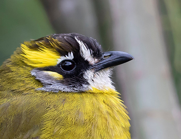 Yellow-eared Bulbul, Pittapola, Sri Lanka 2019