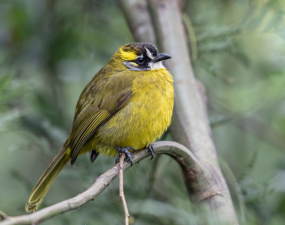 Yellow-eared Bulbul, Pittapola, Sri Lanka 2019